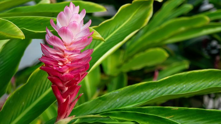 Rote Blume aus Brasilien.